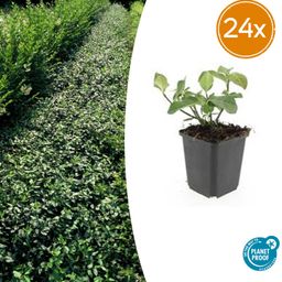 Garden basics 24x Euonymus fort. 'Dart's Blanket' - ↕10-25cm - Ø9cm (50404)