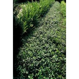 Garden basics 24x Euonymus fort. 'Dart's Blanket' - ↕10-25cm - Ø9cm (50404)