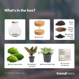DIY Planten terrarium (met licht) - Teddy - Ø 25 cm ↑ 26,5 cm - Met LED-kurk (53777)
