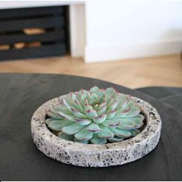 Rootless by aloe demi ROOTLESS Succulent Echeveria Pulidonis in schaal 'Concrete' Ø20 cm (8721001420162)