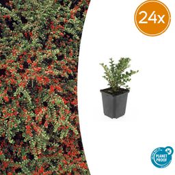 Garden basics 24x Cotoneaster horizontalis - ↕10-25cm - Ø9cm (50396)