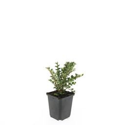 Garden basics 24x Cotoneaster horizontalis - ↕10-25cm - Ø9cm (50396)