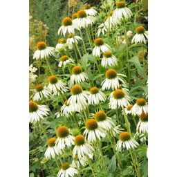 Garden basics 12x Echinacea p. 'White Swan' - ↕10-25cm - Ø9cm (47690)