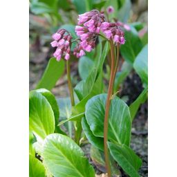 Garden basics 24x Bergenia cordifolia 'Herbstblüte' - ↕10-25cm - Ø9cm (50372)