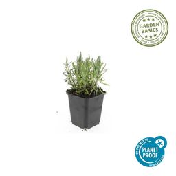 Garden basics 12x Lavandula ang. 'Munstead' - ↕10-25cm - Ø9cm (47877)