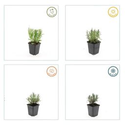 Garden basics 12x Lavandula ang. 'Munstead' - ↕10-25cm - Ø9cm (47877)