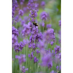 Garden basics 12x Lavandula ang. 'Munstead' - ↕10-25cm - Ø9cm (47877)