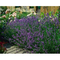 Garden basics 12x Lavandula ang. 'Munstead' - ↕10-25cm - Ø9cm (47877)