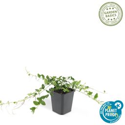 Garden basics 6x Vinca minor 'Alba' - ↕10-25cm - Ø9cm (47009)