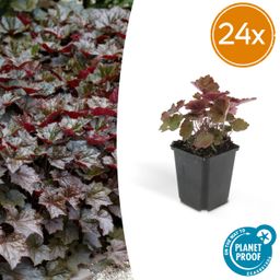 Garden basics 24x Heuchera mic. 'Palace Purple' - ↕10-25cm - Ø9cm (50326)
