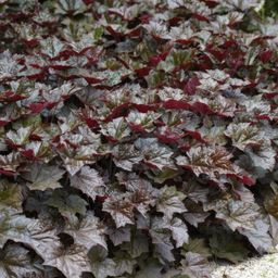 Garden basics 24x Heuchera mic. 'Palace Purple' - ↕10-25cm - Ø9cm (50326)