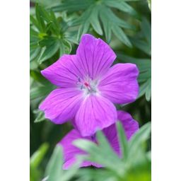 Garden basics 60x Geranium 'Tiny Monster' - ↕10-25cm - Ø9cm (47820)