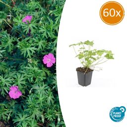Garden basics 60x Geranium 'Tiny Monster' - ↕10-25cm - Ø9cm (47820)