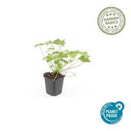 Garden basics 60x Geranium 'Tiny Monster' - ↕10-25cm - Ø9cm (47820)