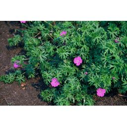 Garden basics 60x Geranium 'Tiny Monster' - ↕10-25cm - Ø9cm (47820)