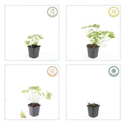 Garden basics 60x Geranium 'Tiny Monster' - ↕10-25cm - Ø9cm (47820)
