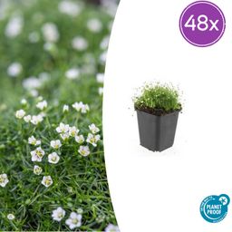 Garden basics 48x Sagina subulata - ↕10-25cm - Ø9cm (50594)