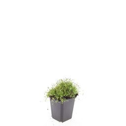 Garden basics 48x Sagina subulata - ↕10-25cm - Ø9cm (50594)