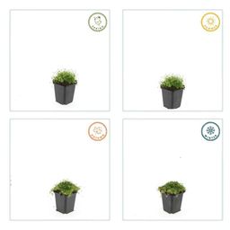 Garden basics 48x Sagina subulata - ↕10-25cm - Ø9cm (50594)