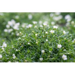 Garden basics 48x Sagina subulata - ↕10-25cm - Ø9cm (50594)