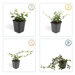 Garden basics 12x Cotoneaster dam. 'Major' - Ø9cm (46880)