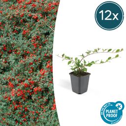 Garden basics 12x Cotoneaster dam. 'Major' - Ø9cm (46880)