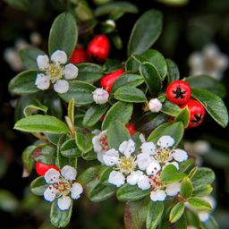 Garden basics 12x Cotoneaster dam. 'Major' - Ø9cm (46880)