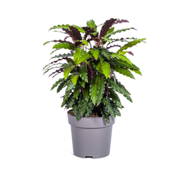 Calathea Rufibarba Ø27cm - ↕60 (4250308313746)