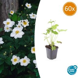 Garden basics 60x Anemone hyb. 'Honorine Jobert' - ↕10-25cm - Ø9cm (47583)
