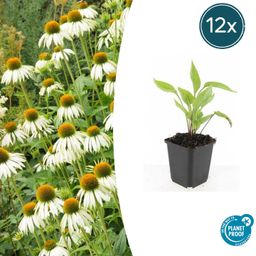 Garden basics 12x Echinacea p. 'White Swan' - ↕10-25cm - Ø9cm (47690)