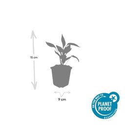 Garden basics 12x Echinacea p. 'White Swan' - ↕10-25cm - Ø9cm (47690)