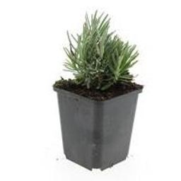 Garden basics 24x Lavandula ang. 'Dwarf Blue' - ↕10-25cm - Ø9cm (50458)