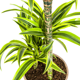 Dracaena Deremensis Lemon Lime met mand Ø21cm - ↕90 (48765)