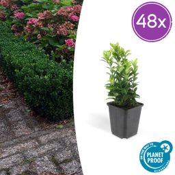 Garden basics 48x Euonymus jap. Green Spire - ↕10-25cm - Ø9cm (50319)