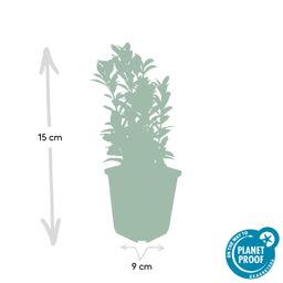 Garden basics 48x Euonymus jap. Green Spire - ↕10-25cm - Ø9cm (50319)
