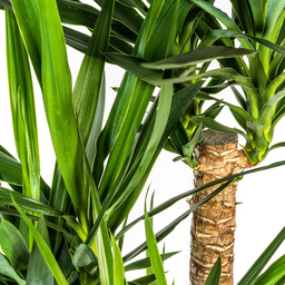 Yucca Elephantipes Vertakt met mand (48769)