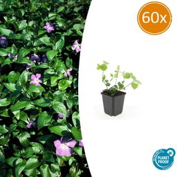 Garden basics 60x Vinca major - ↕10-25cm - Ø9cm (47944)