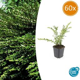 Garden basics 60x Lonicera pileata 'Purple Pearl' - ↕10-25cm - Ø9cm (47920)