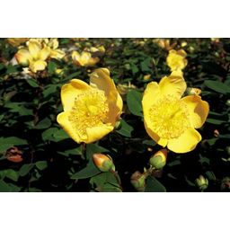 Garden basics 48x Hypericum dummeri 'Peter Dummer' - ↕10-25cm - Ø9cm (50439)