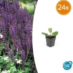 Garden basics 24x Salvia nem. 'Mainacht' - ↕10-25cm - Ø9cm (50597)