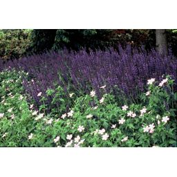 Garden basics 24x Salvia nem. 'Mainacht' - ↕10-25cm - Ø9cm (50597)