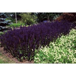 Garden basics 24x Salvia nem. 'Mainacht' - ↕10-25cm - Ø9cm (50597)