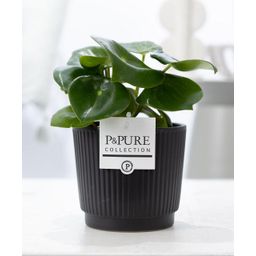 Peperomia Raindrop In P&PURE Liv Ceramics Matt Black (53381)