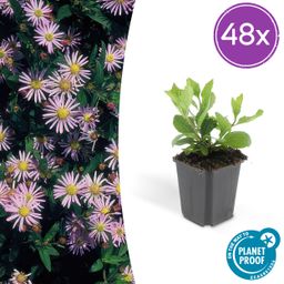 Garden basics 48x Aster ageratoides 'Asran' - ↕10-25cm - Ø9cm (50277)