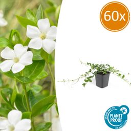 Garden basics 60x Vinca minor 'Alba' - ↕10-25cm - Ø9cm (47013)