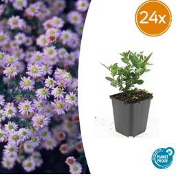 Garden basics 24x Aster ageratoides 'Stardust' - ↕10-25cm - Ø9cm (50374)