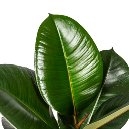 Ficus Elastica Robusta Ø17cm - ↕50 (4250308317072)