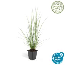 Garden basics 60x Pennisetum alopecuroides 'Hameln' - ↕10-25cm - Ø9cm (46984)