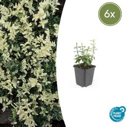 Garden basics 6x Euonymus fort. 'Harlequin' - ↕10-25cm - Ø9cm (47708)
