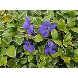 Garden basics 6x Vinca minor 'Argenteovariegata' - ↕10-25cm - Ø9cm (48020)